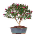 Crepe Myrtle Bonsai Tree (Large) (Outdoor)