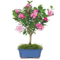 Hot Flash Camellia Bonsai Tree