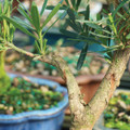 Podocarpus Indoor Bonsai Tree Trunk