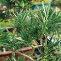 Podocarpus Indoor Bonsai Tree Leaves