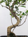 Tiger Bark Ficus Trunk