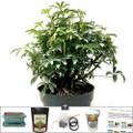 Large Air Root Hawaiian Umbrella Bonsai DIY Kit