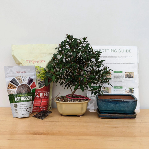 Brush Cherry Bonsai Tree Kit Includes Everything You Need to Get