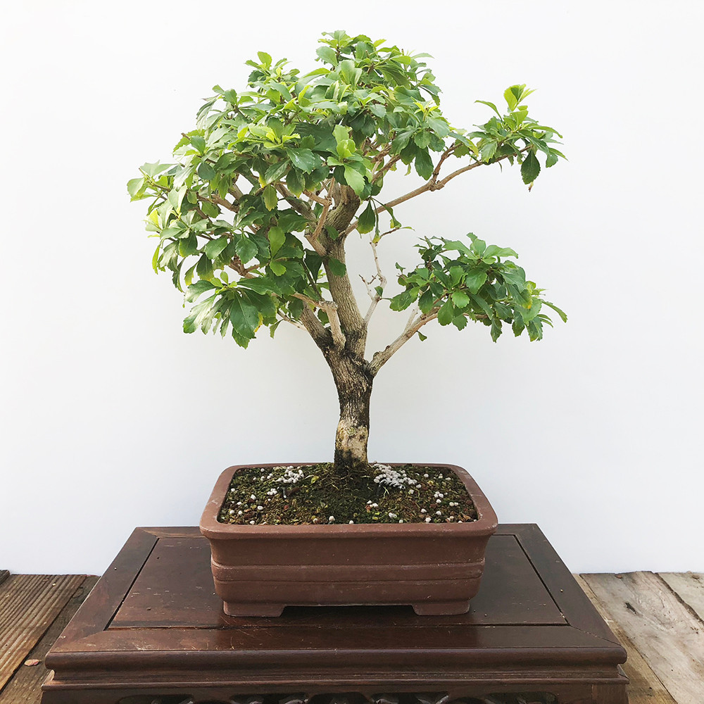 Flowering Duranta Erecta (G5-36)
