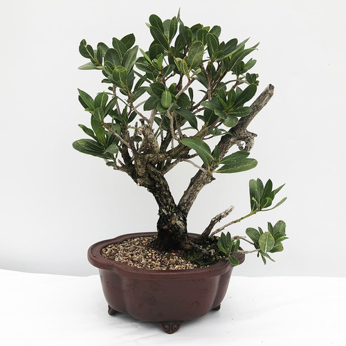 Collected Buttonwood Bonsai Tree Bonsai Outlet