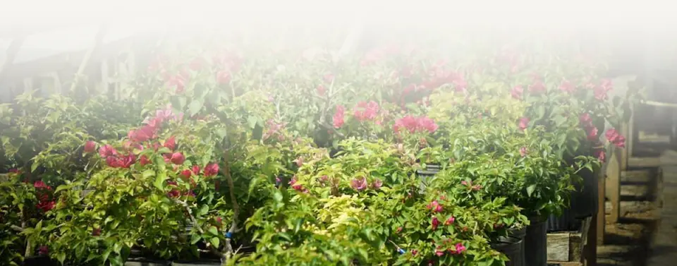 New England Bonsai Gardens (Nebg)