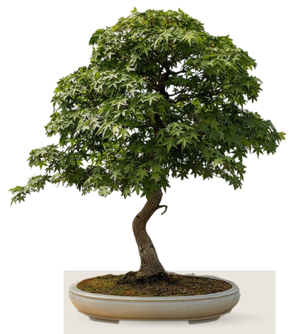 1000's Bonsai for Sale