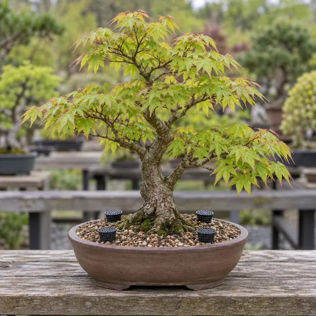 A cold-hardy Japanese maple bonsai with four fertilizer cups on an outdoor nursery bench