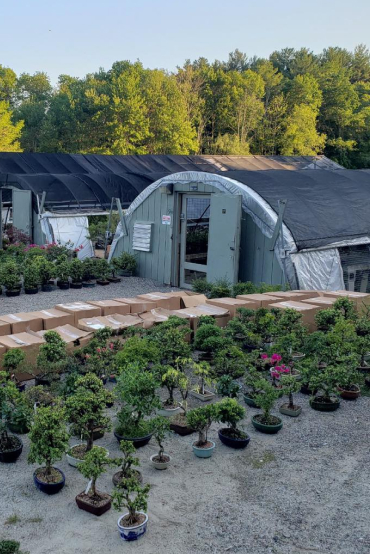 Bonsai Gallery