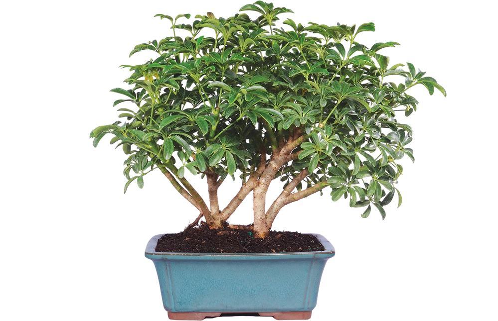 Bonsai Tree