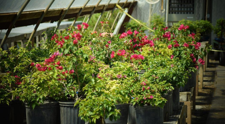 New England Bonsai Gardens