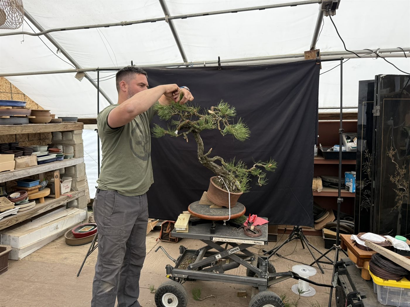 Peter Olson styling a Japanese black pine at the workbench