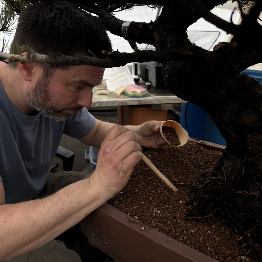 Close-up of hands adding soil around a tree during repotting