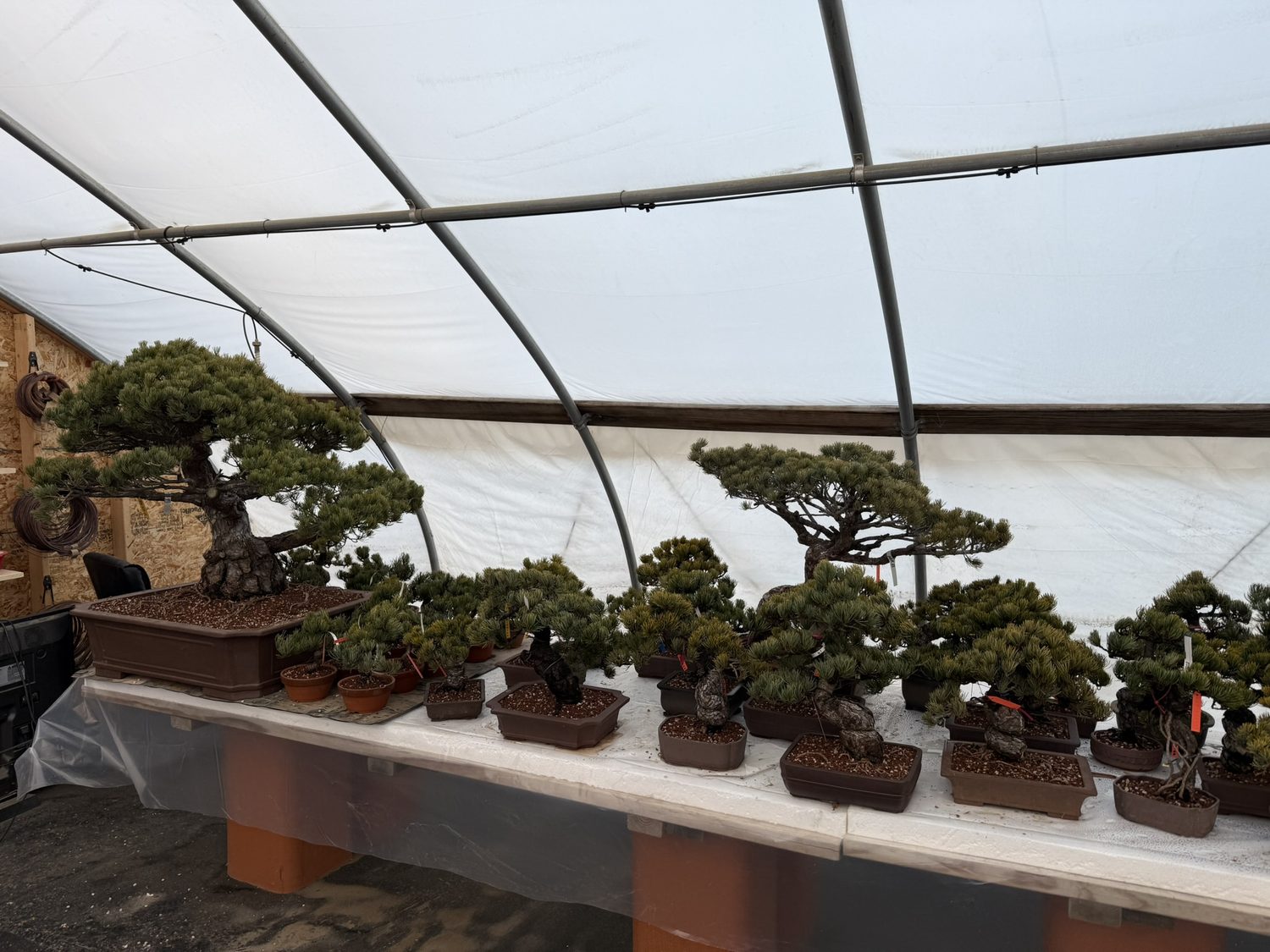 A bench of finished bonsai trees in one of our greenhouses