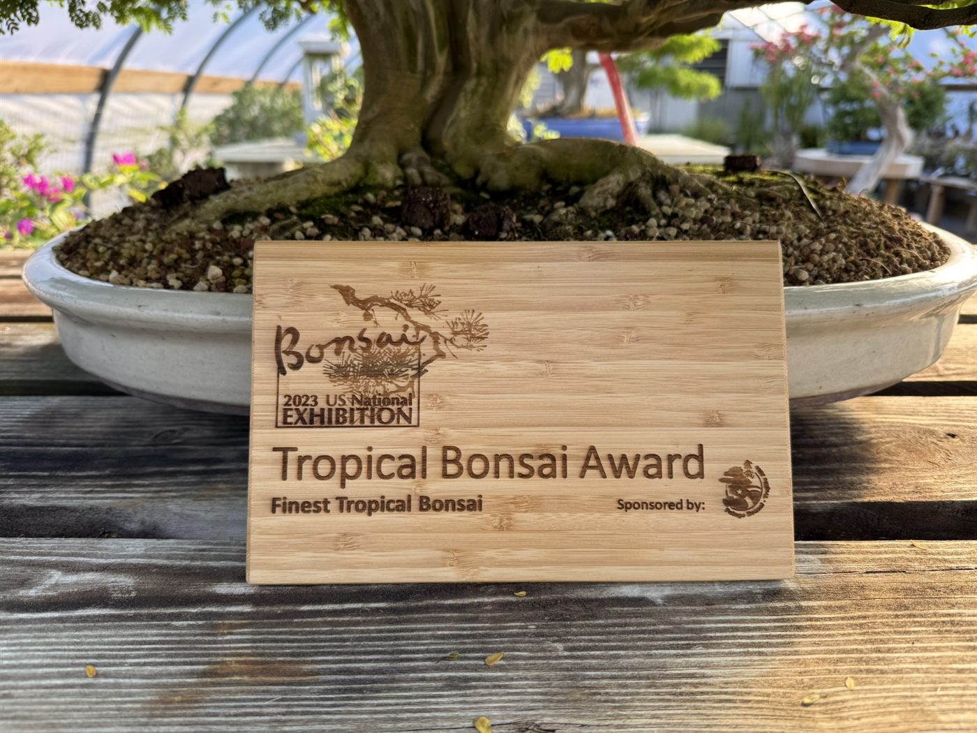 The 2023 U.S. National Exhibition Tropical Bonsai Award plaque resting against the tree’s pot