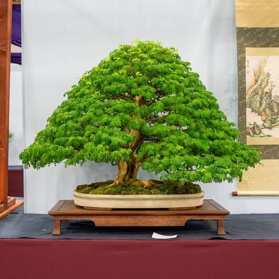 Lou Carreiro’s Brazilian rain tree bonsai displayed on a wooden stand at exhibition