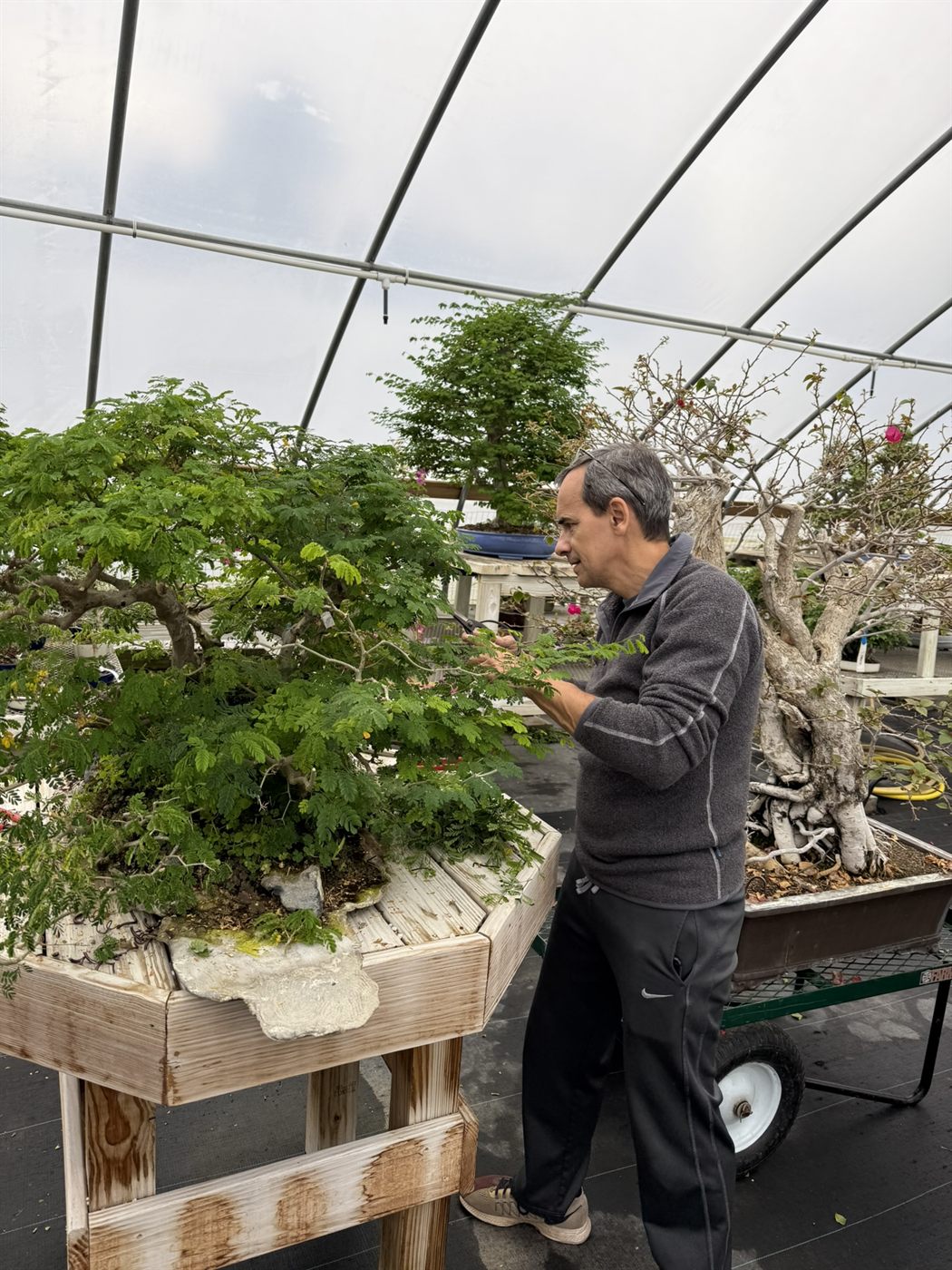 Lou Carreiro pruning his Brazilian rain tree in the greenhouse