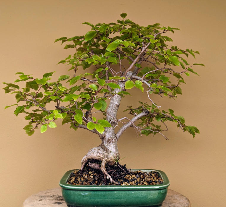 A bonsai tree receiving nursery care