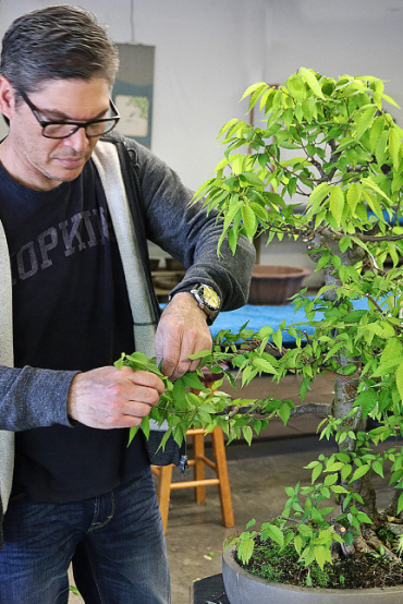Bonsai Gallery