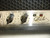 Peavey 5150  Eddie Van Halen 2-Channel 120-Watt Tube Guitar Amp Head - Previously Owned