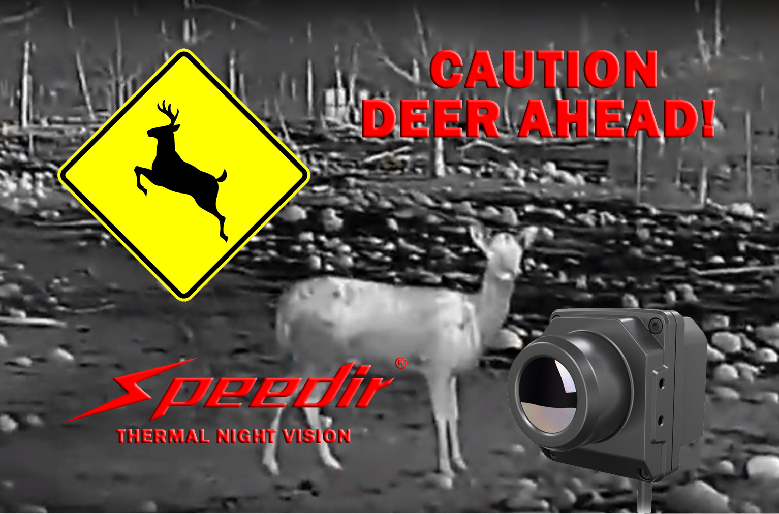 How to Avoid Deer Accidents speedir