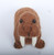 Walrus