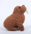 Walrus