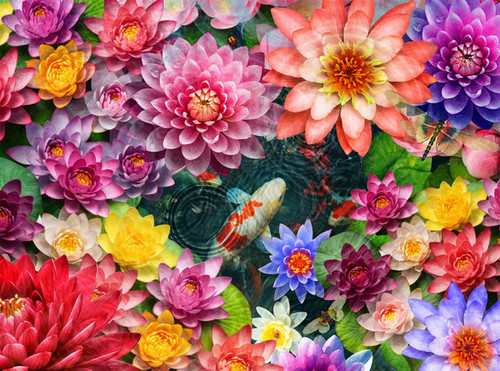 Colorful Koi Pond