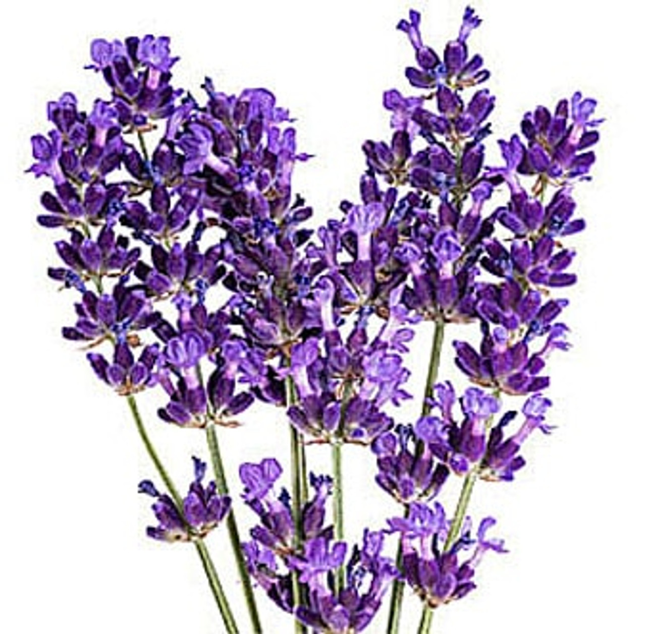 Lavender & Vanilla Fragrance Oil