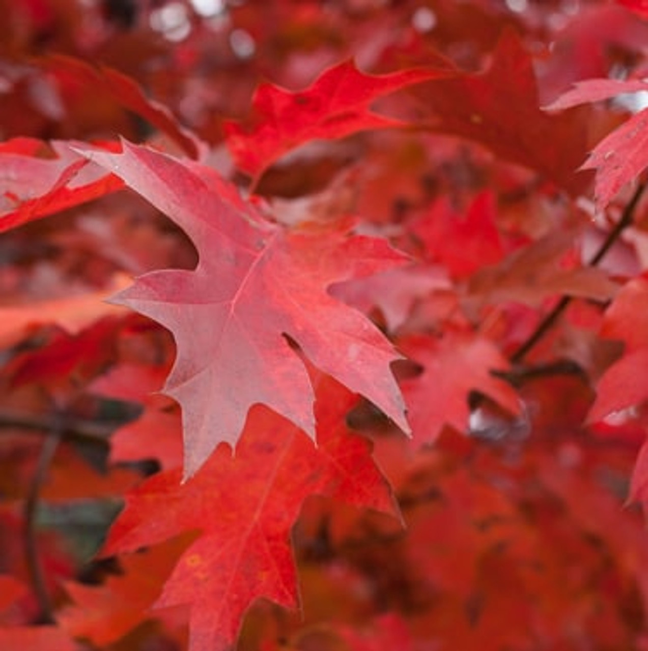 Radiant Red Maple