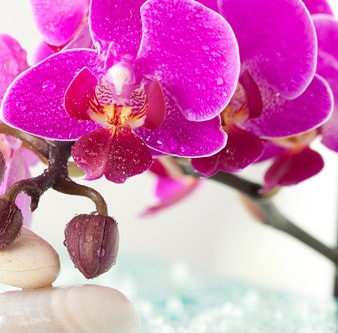 mmmy　orchid ブラック Amazon.com : Black Gold 1411402 8.00QTP 8 Quart Fine Orchid
