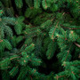 balsam fir