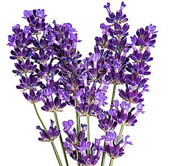 Lavender Vanilla Fragrance Oil – Wellington Fragrance