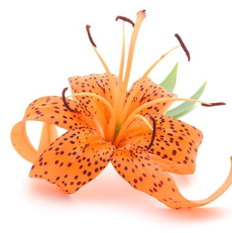 Tiger Lily Fragrance Oil