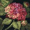 Dimensions -  Hydrangea Bloom