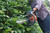 HUSQVARNA MODEL 122HD60 HEDGE TRIMMER