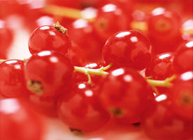 Currant Tassle Refill by Root
