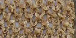 Tan Crochet Headband