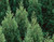 Japanese Cedarwood 4 oz. REFILL Diffuser Fragrance by Root