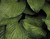 Hosta 4 oz. REFILL Diffuser Fragrance by Root