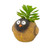 4.5-Inch Resin Tan Bird with Succulent
