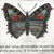 24" x 24" Butterfly Art Print by Sugarboo Designs