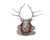 Stag Head Mount by Vagabond House