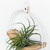 Light & Airy V-Hanger - Small by Braid & Wood