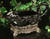 Onyx Gravy Boat - Special Order-