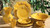 (E) Fleur de Lys Cup & Saucer Honey