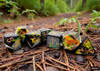 Deep Forest - Brush dice set - DnD dice