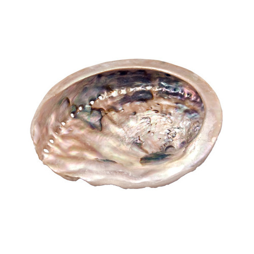 Abalone Shell - Small (3)
