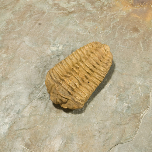 Marine Fossil - Trilobite - Small Authentic Specimen