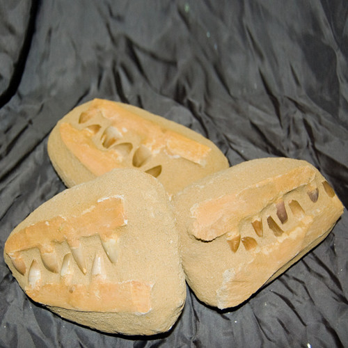 Marine Fossil - Mosasaur Teeth in Matrix